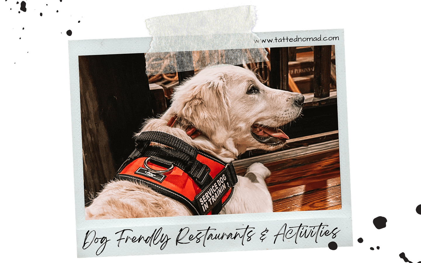 Ultimate List Of Dog Friendly Restaurants In Key West